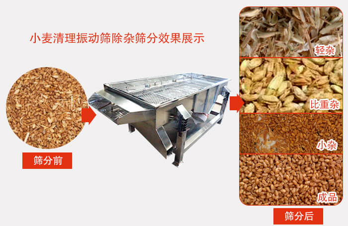 小麥清理振動(dòng)篩小麥篩分效果展示圖可同時(shí)篩分出輕雜，比重雜，小雜，成品等四個(gè)等級(jí)。